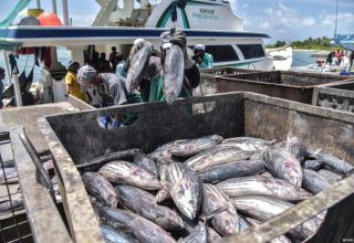 މަސް ފެކްޓްރީތައް ގާއިމް ކުރުން އެއީ މި ސަރުކާރުގެ ވައުދެއް/ ފޮޓޯ: އަވަސް