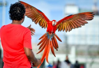 ދިވެހި ގުރާ އާއިލާގައި ހިމެނޭ މަކާއޯއެއް އުދުހިގަންނަނީ/ ފޮޓޯ: މިހާރު - ނިޝަން
