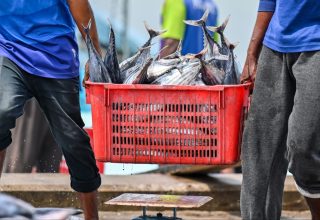 ރަށެއްގެ ބަނދަރުމައްޗަށް މަސް ބާލަނީ: ފޮޓޯ/ މިހާރު