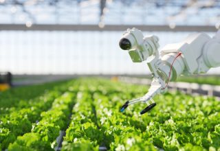 Automation and robotics in hydroponic farming