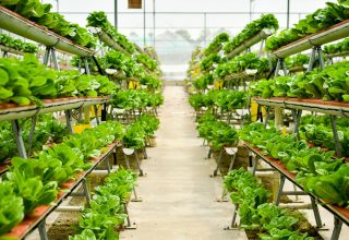 Rows of vegetables in organic vertical farming