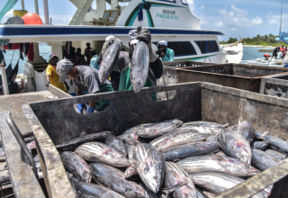 މަސްވެރިކަމުގެ ދާއިރާ/ ފޮޓޯ: އަވަސް
