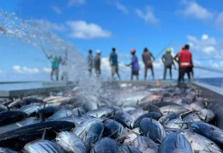 Tuna fish-1721393416488
