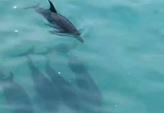 ފޮޓޯ : އެމްވީ ކްރައިސިސް