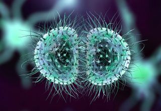 Bacteria Neisseria meningitidis, or meningococcus, 3D illustration. A Gram-negative diplococcal bacterium that causes meningitis and meningococcemia