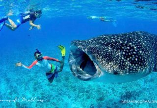 sun-island-maldives-best-resort-swim-whale-shark